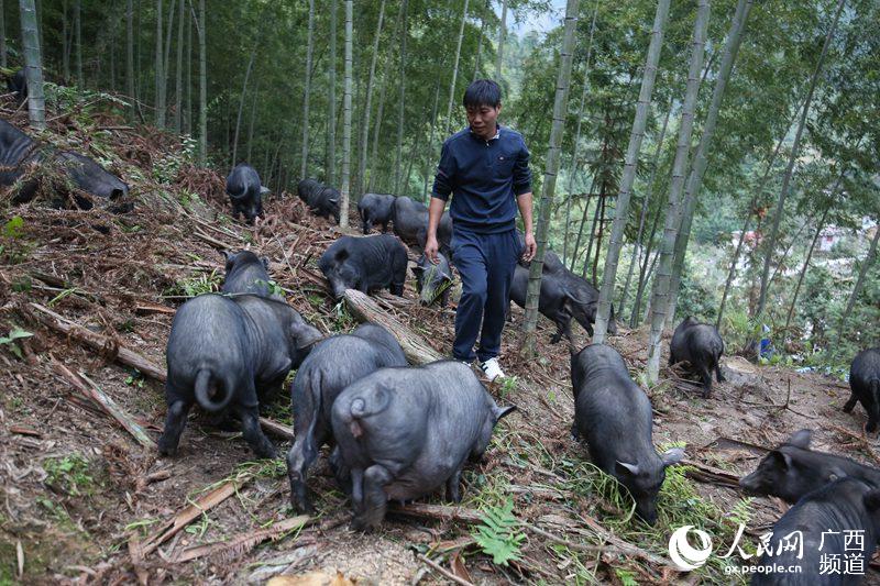 广西融水:返乡群众养猪助民富