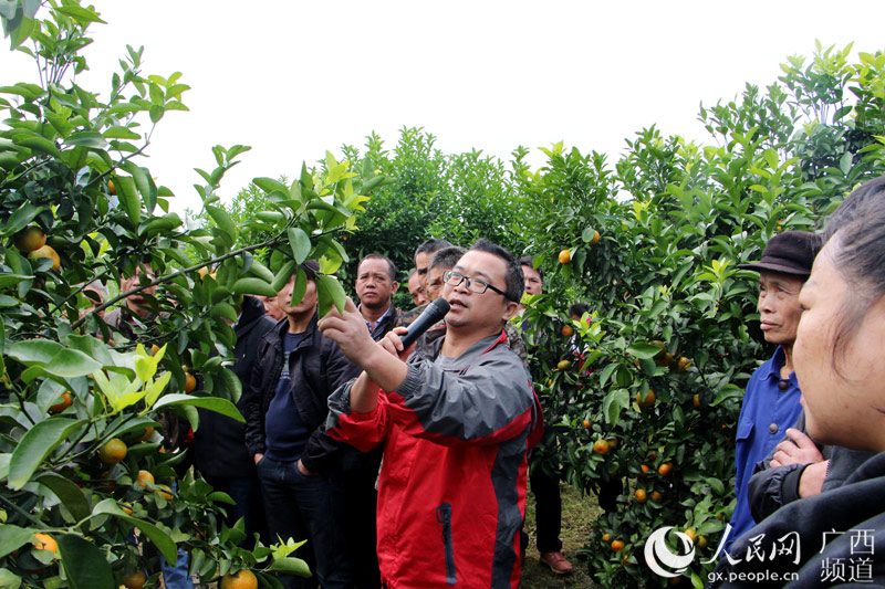 广西大新县大力发展农民专业合作社促进脱贫-