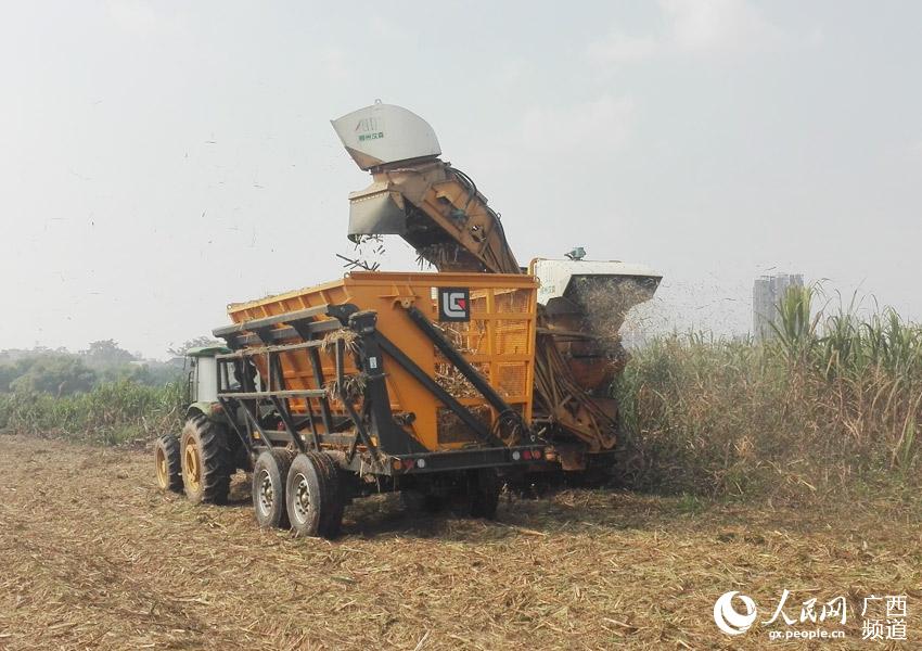 广西宁明投入大型甘蔗联合收割机助推砍运榨工