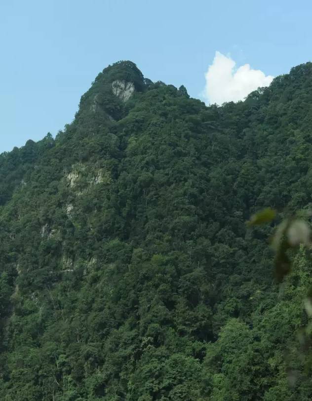 迷人的原始森林景观——天峨大山原始森林景区