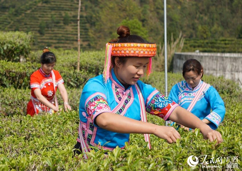 湖北宜昌_宜昌年均茶产业收入