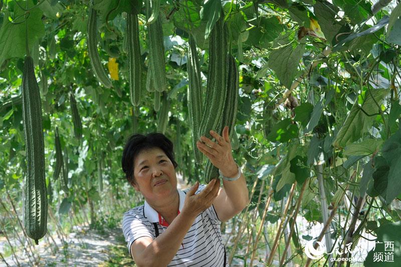 中国(广西)-东盟蔬菜新品种博览会在广西南宁举