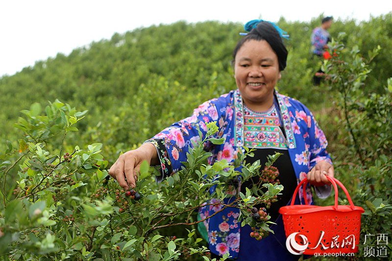 广西融水:特色蓝莓种植 助力苗胞脱贫致富