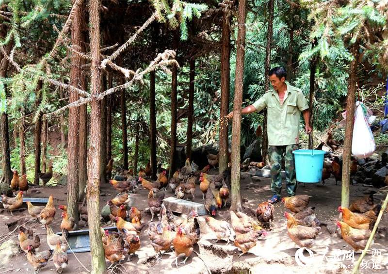 广西灌阳好福地 林下土鸡唱出致富歌