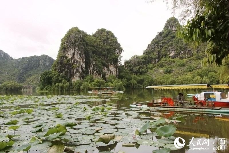 陆川龙珠湖景区:八月荷花透新娇