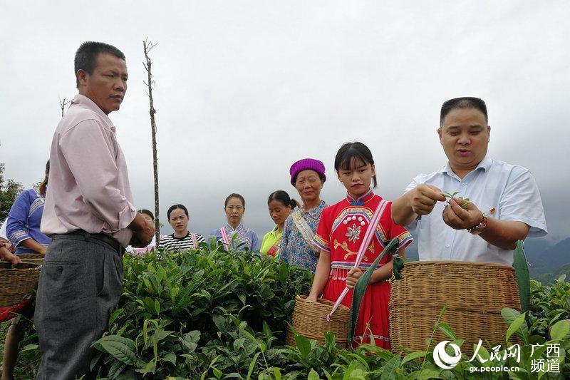 万崇尚指导茶农采摘茶叶