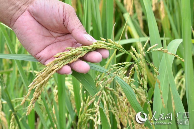 廣西上思或培育出水稻新品種