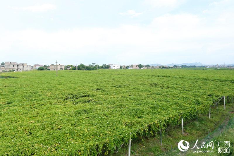 2018年玉林市广西特产行销全国项目(特产网上