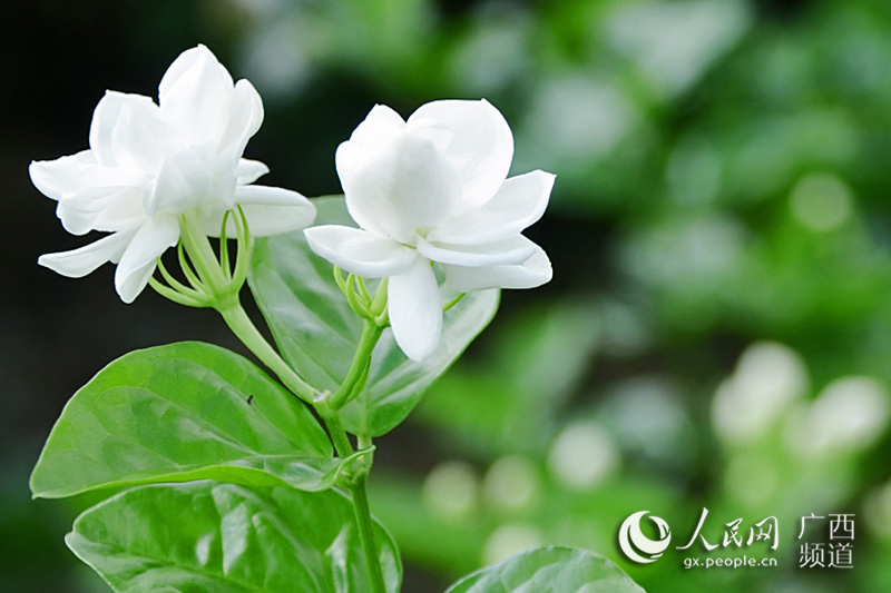 盛开的茉莉花(资料图)