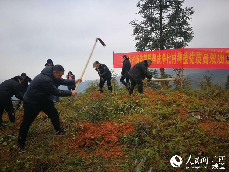 三江县市场监管局集体劳动备耕高效油茶种植