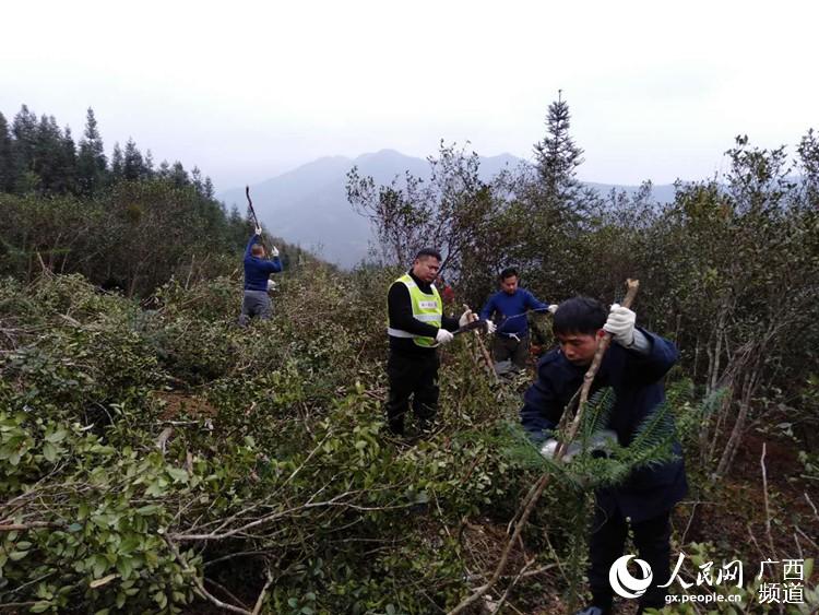 三江县市场监管局集体劳动备耕高效油茶种植