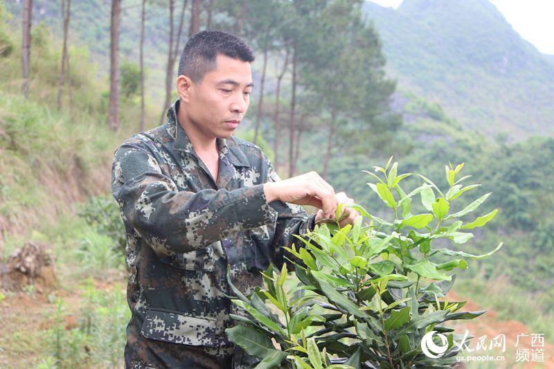 德保隆桑镇人口_德保马隘镇铝厂图片