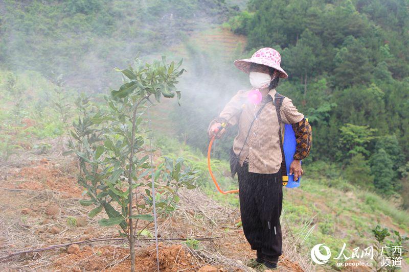 德保隆桑镇人口_德保马隘镇铝厂图片