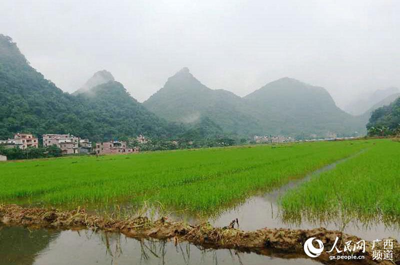 广西贺州钟山人口_钟山回龙镇 做活 长寿村 飞出 金凤凰