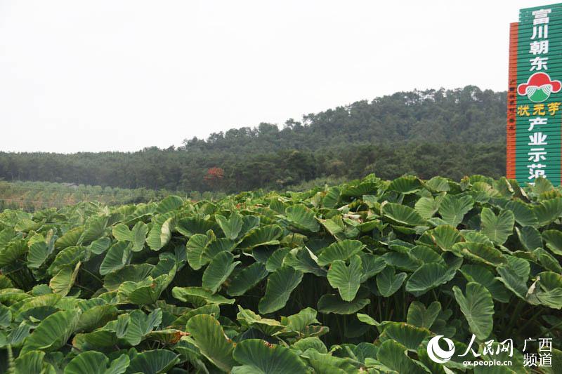 富川GDP_统计分析2019年第19期 受猪瘟疫情影响,农业经济增长放缓 2019年三季度富川农林牧渔产业分析(2)