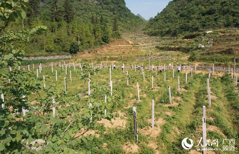 百色市各县区经济总量_百色市人民医院图片(3)