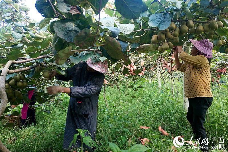 百色市各县区经济总量_百色市人民医院图片(3)