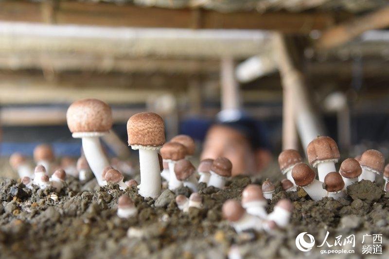 百色市各县区经济总量_百色市人民医院图片(3)