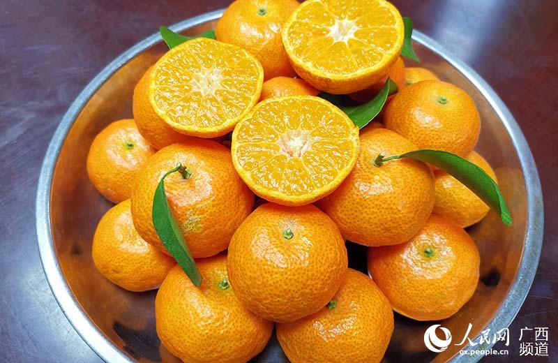 伏興村甜蜜產業砂糖橘。周福波攝