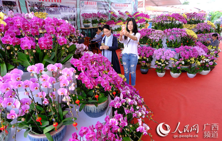 广西南宁:迎春花市迎新年