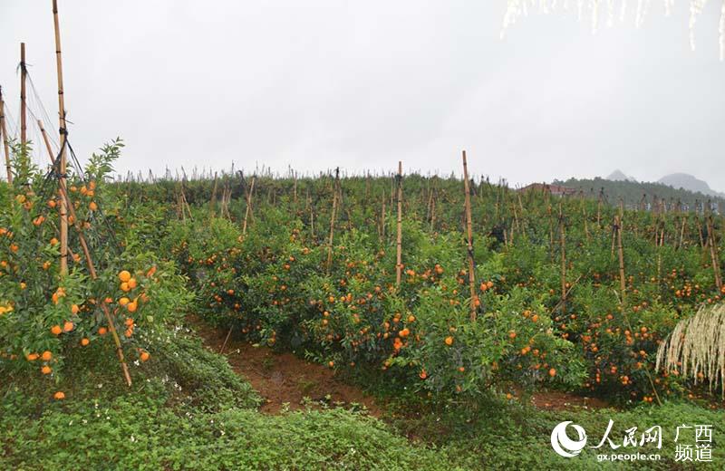 南幫村柑橘產業示范園豐收場景。王正揚攝