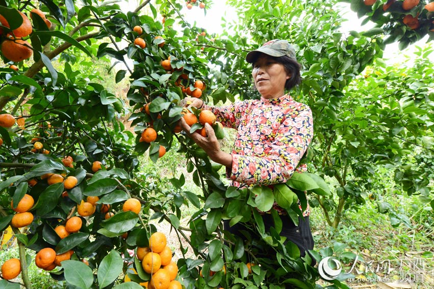 村民正在基地裡採摘砂糖橘。封曉天攝
