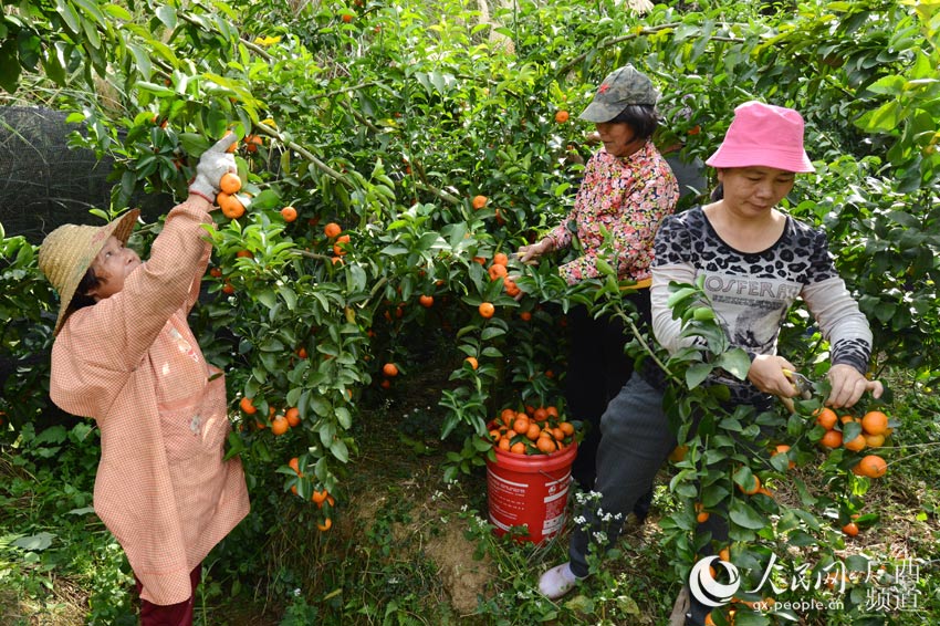 村民正在基地裡採摘砂糖橘。封曉天攝