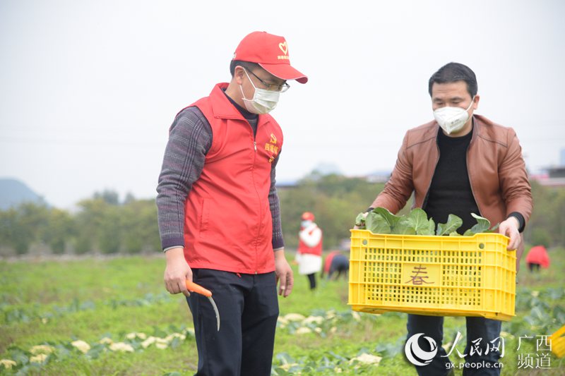 圖為四塘鎮黨員志願者協助村民採摘花菜。徐紫娟攝