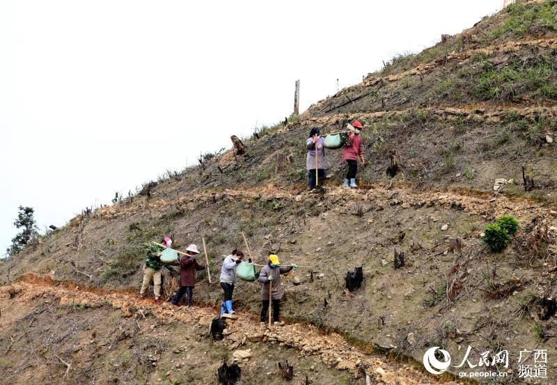 村民在油茶基地裡勞作。吳練勛攝