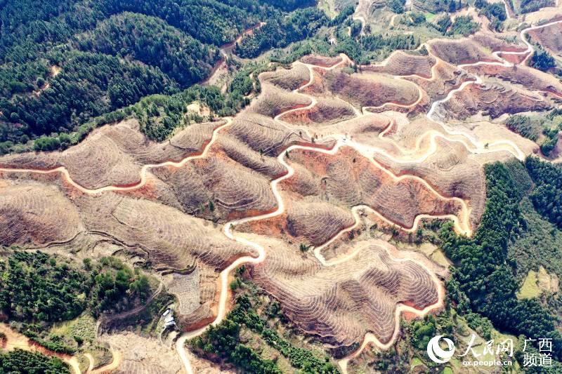 俯瞰三江侗族自治縣八江鎮平善村的油茶基地。吳練勛攝