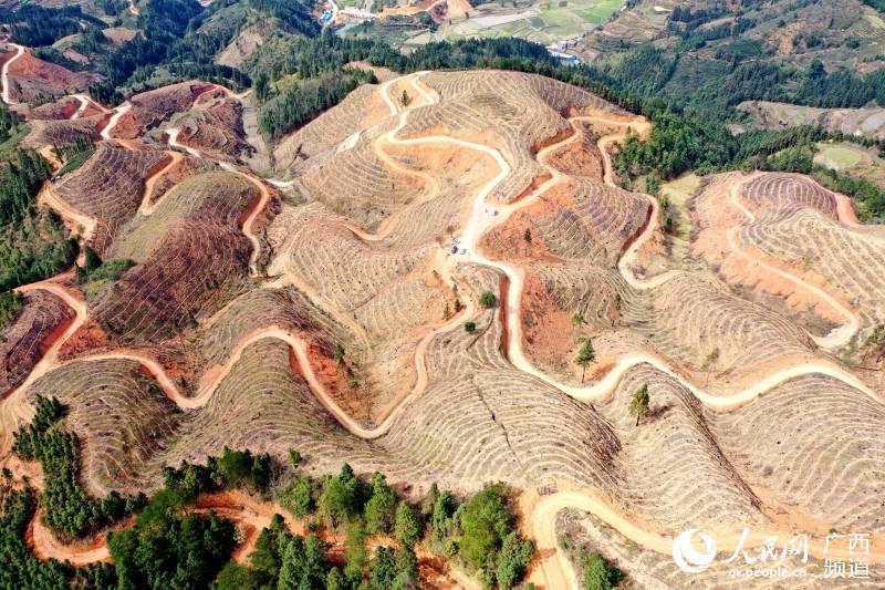 俯瞰三江侗族自治縣八江鎮平善村的油茶基地。吳練勛攝.