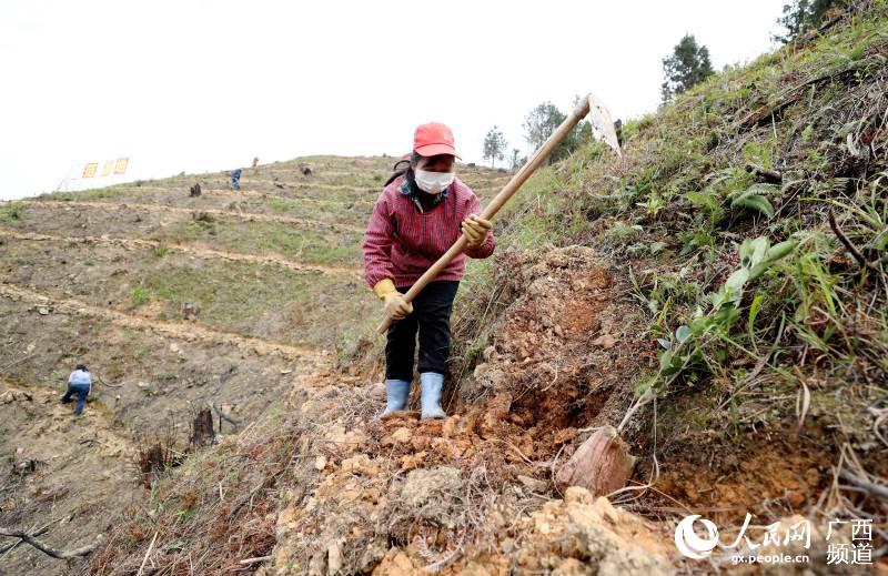 三江侗族自治縣八江鎮平善村的村民在油茶基地裡勞作。吳練勛攝
