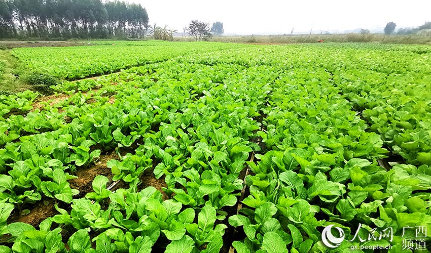 广西钦州市钦南区:蔬菜基地抢抓农时保供应