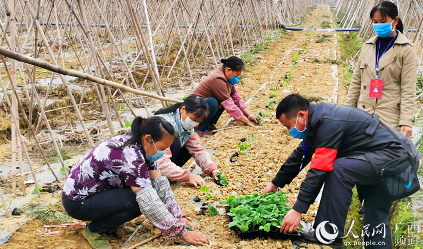 農業生產小分隊在田間地頭協助農民群眾種植冬瓜。農月心攝