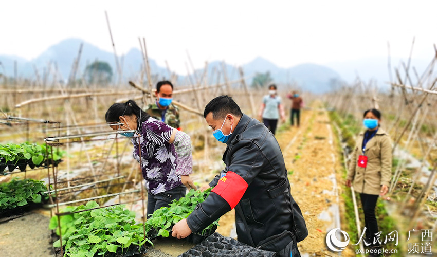 農業生產小分隊協助農民群眾種植冬瓜。農月心攝