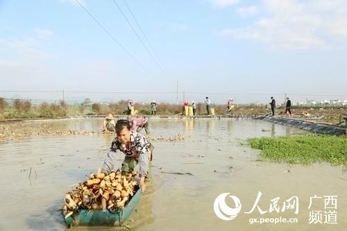 農民正在採挖蓮藕。覃塘區委宣傳部供圖
