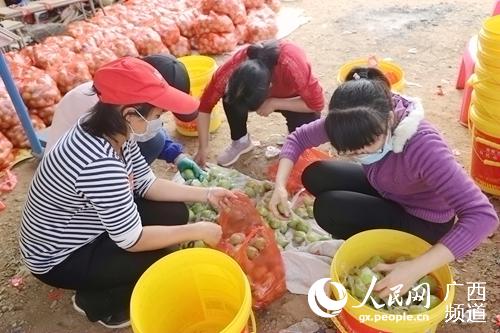 干部職工清洗打包大青棗。港南區委宣傳部供圖