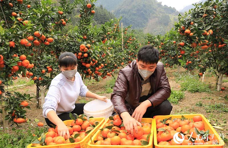 納合村泰達皇帝柑農民專業合作社社員正忙著採收默科特柑橘。潘樹紅攝