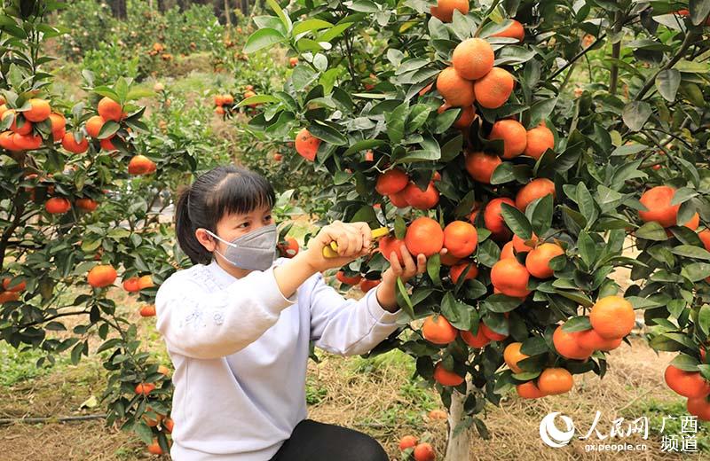 納合村泰達皇帝柑農民專業合作社社員正忙著採收默科特柑橘。潘樹紅攝
