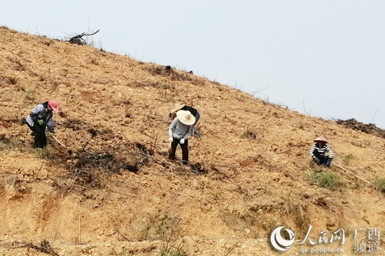 工人們在基地種植油茶。顏凱 攝