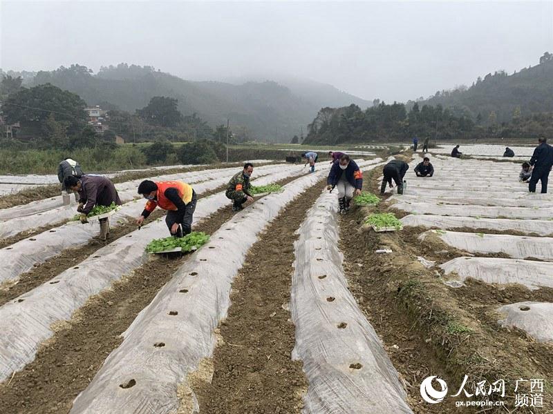 圖為八桂瑤族鄉黨員先鋒隊正在指導煙農移栽煙苗。田林縣紀委監委供圖