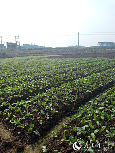 韋德平菜地裡長勢良好的苦麥菜。梁秋萍攝