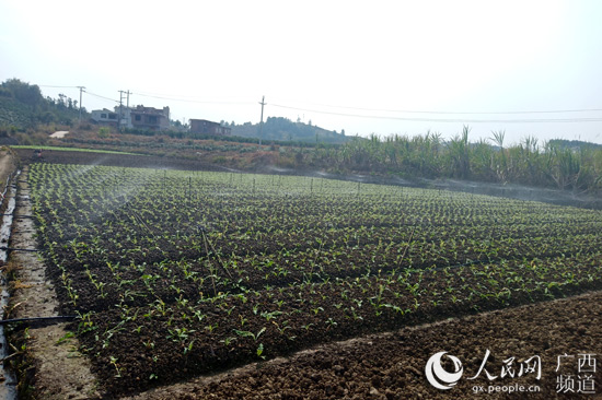 韋德平家的蔬菜噴灌技術。梁秋萍攝