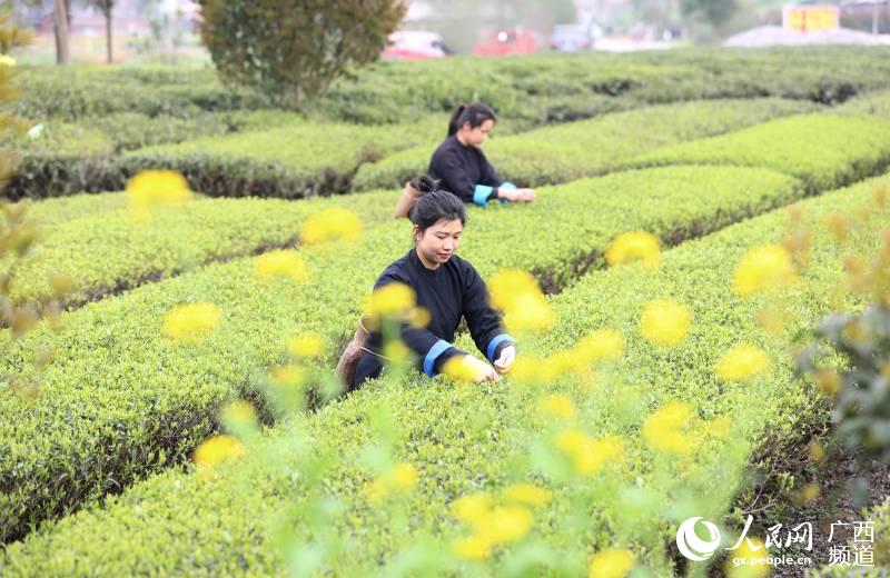 在廣西三江侗族自治縣良口鄉和裡村，村民們正在採摘春茶。吳練勛攝