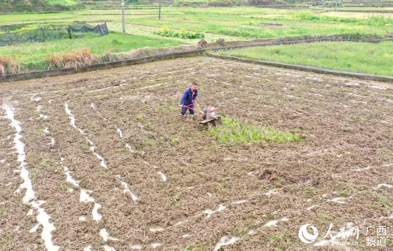 在廣西三江侗族自治縣良口鄉和裡村，村民正在田間勞作。吳練勛攝
