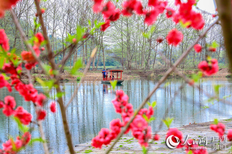 圖為美輪美奐的靈渠春景。吳輝攝