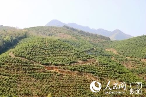 ������ֲ�������԰��������ί��������ͼ