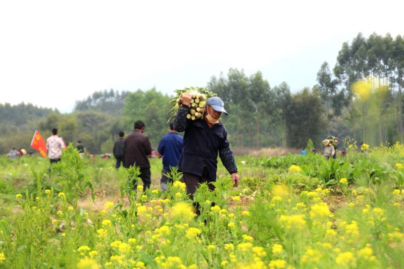 圖為村民採收新鮮蔬菜，集中發往湖北。陳曉杰攝