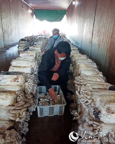 貧困戶在食用菌基地幫採摘姬菇。梁秋萍攝