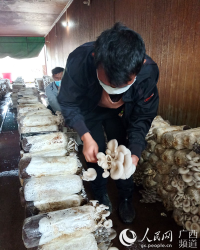 貧困戶在食用菌基地幫採摘姬菇。梁秋萍攝